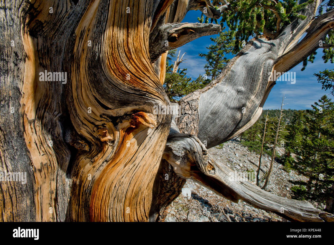 Bristlecone pine (Pinus longaeva) in Great Basin National Park Nevada. Oldest known non-clonal organism on earth. Stock Photo
