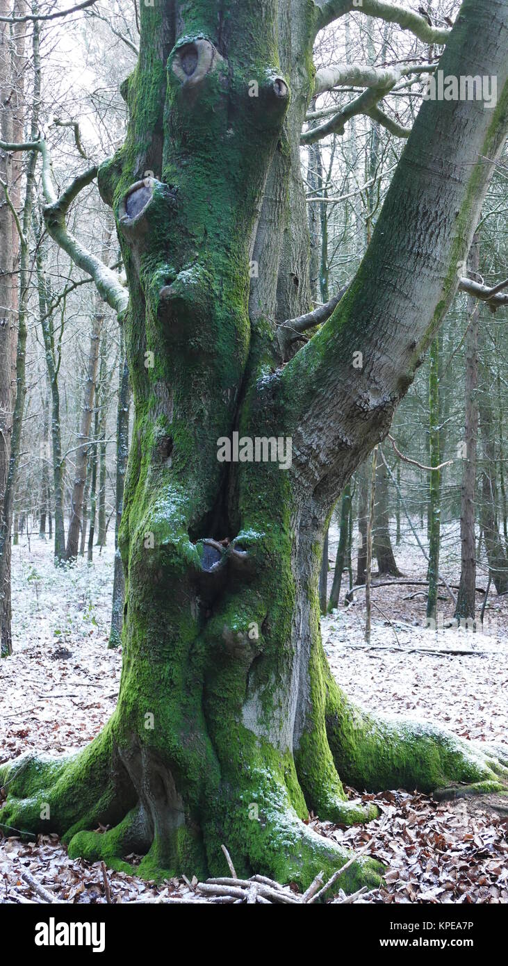 Old pruned beech hi-res stock photography and images - Alamy