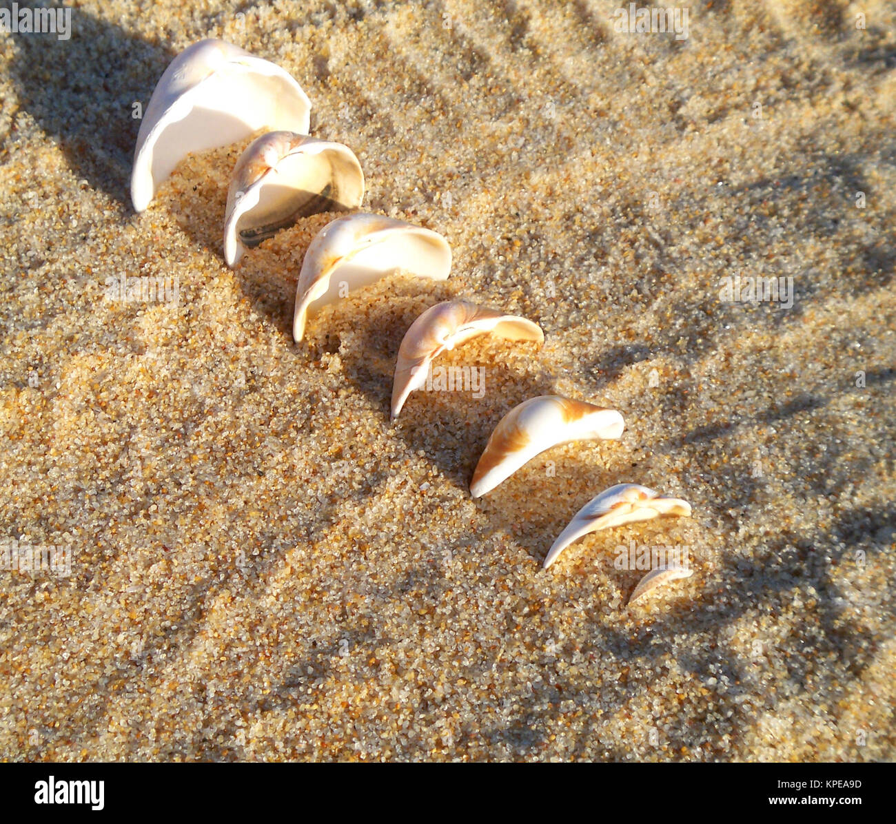 shell in the sand in a row Stock Photo