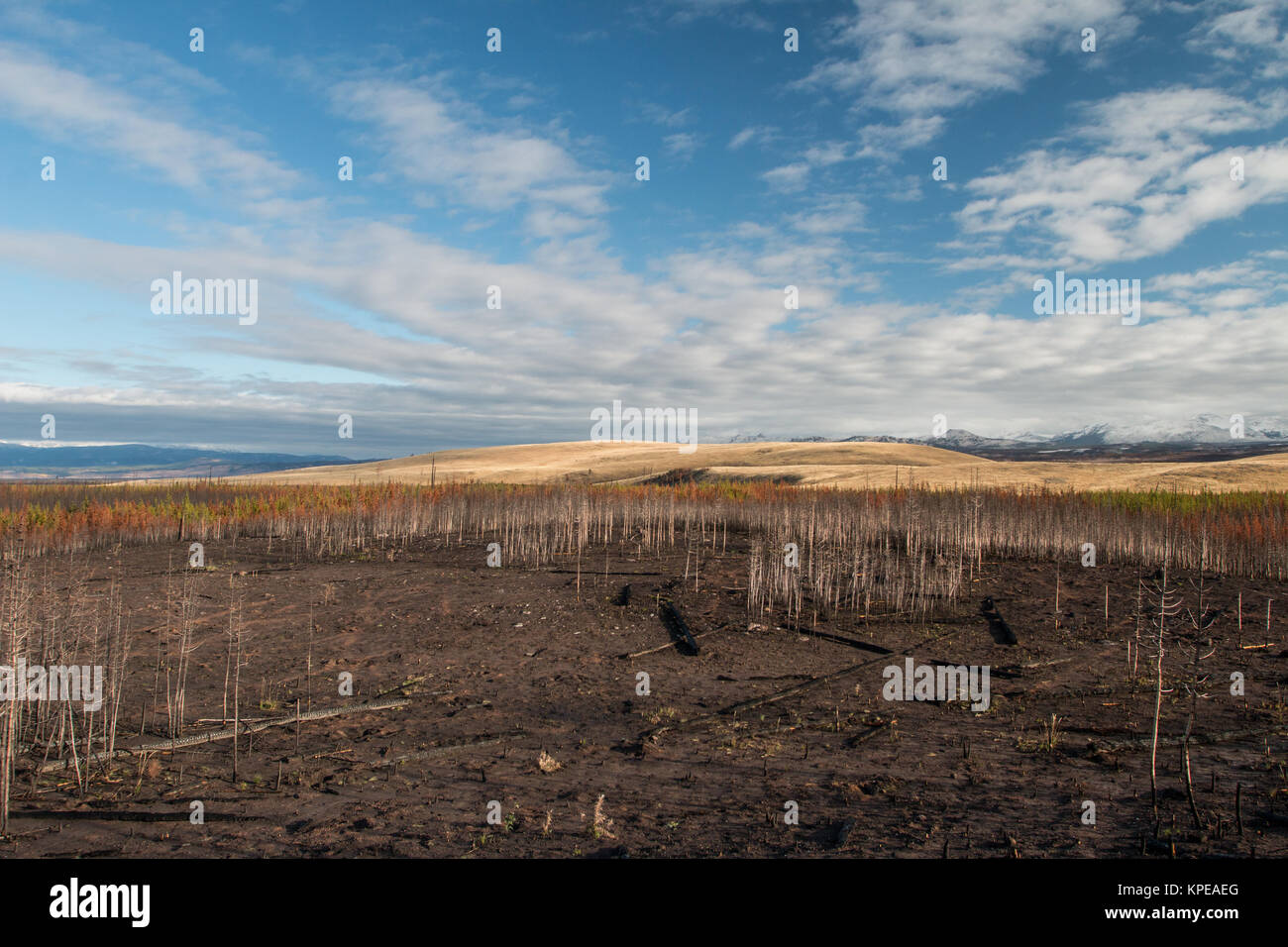 Fall on the Gneiss Creek Trail after last year's Maple Fire in Yellowstone National Park, Wyoming Stock Photo