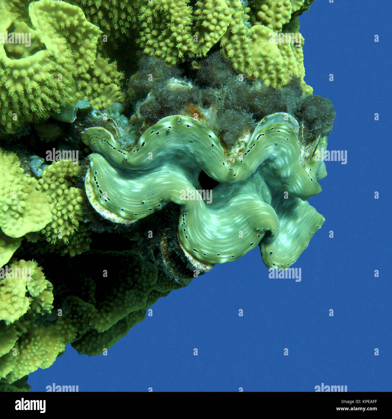 coral reef with Tridacna gigas on a background of blue water, underwater Stock Photo