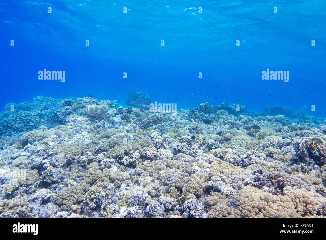 Coral Reef In Tropical Sea On A Background Of Blue Water Underwater Stock Photo Alamy