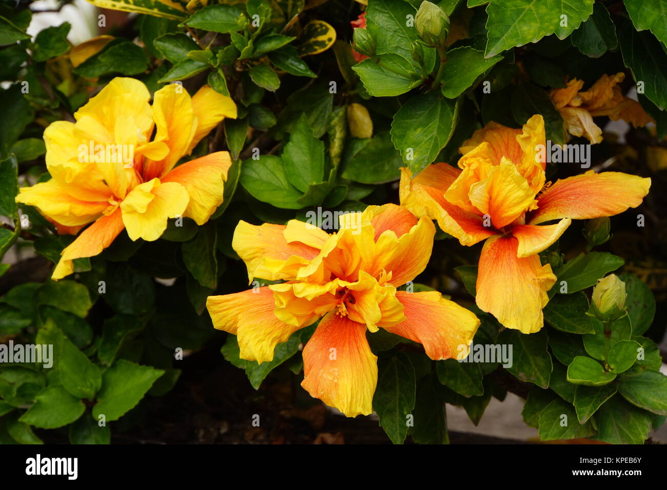 chinese hibiscus (hibiscus rosa-sinensis) Stock Photo