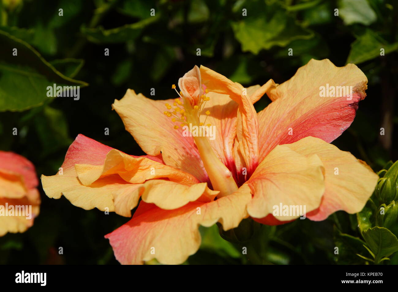 chinese hibiscus (hibiscus rosa-sinensis) Stock Photo
