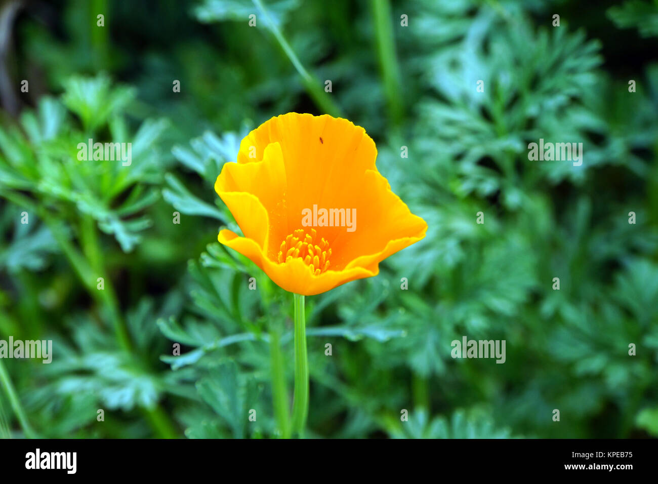 Il Seme Di Papavero - Particolare E Utile, Ma Pericoloso - Sementi Rosi - Foto 3