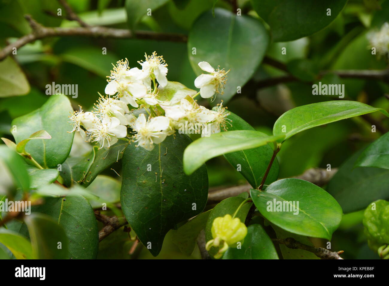 surinam cherry (eugenia uniflora),also known as pitanga or eugenia Stock Photo