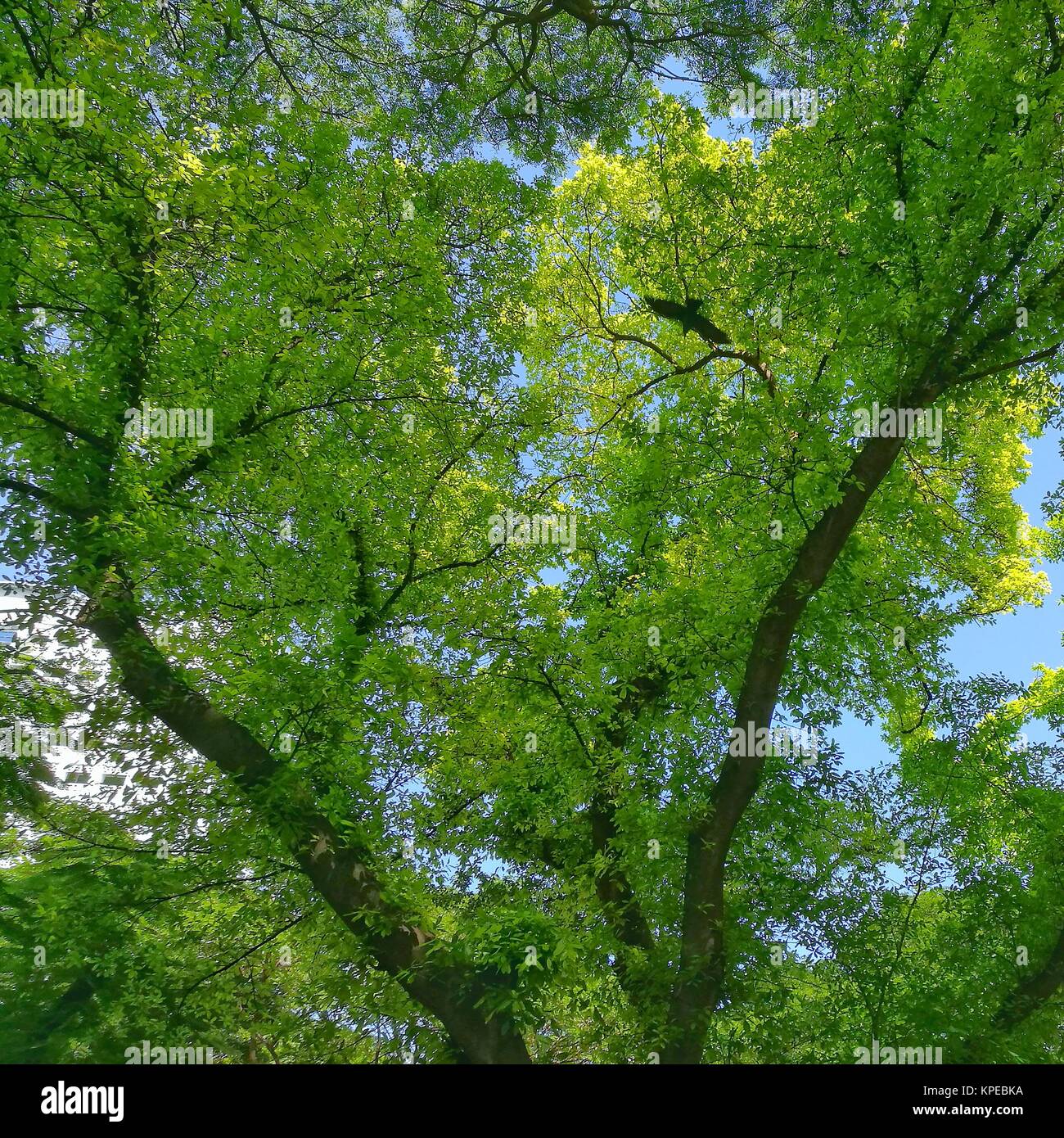 ficus and rain tree canopy Stock Photo - Alamy