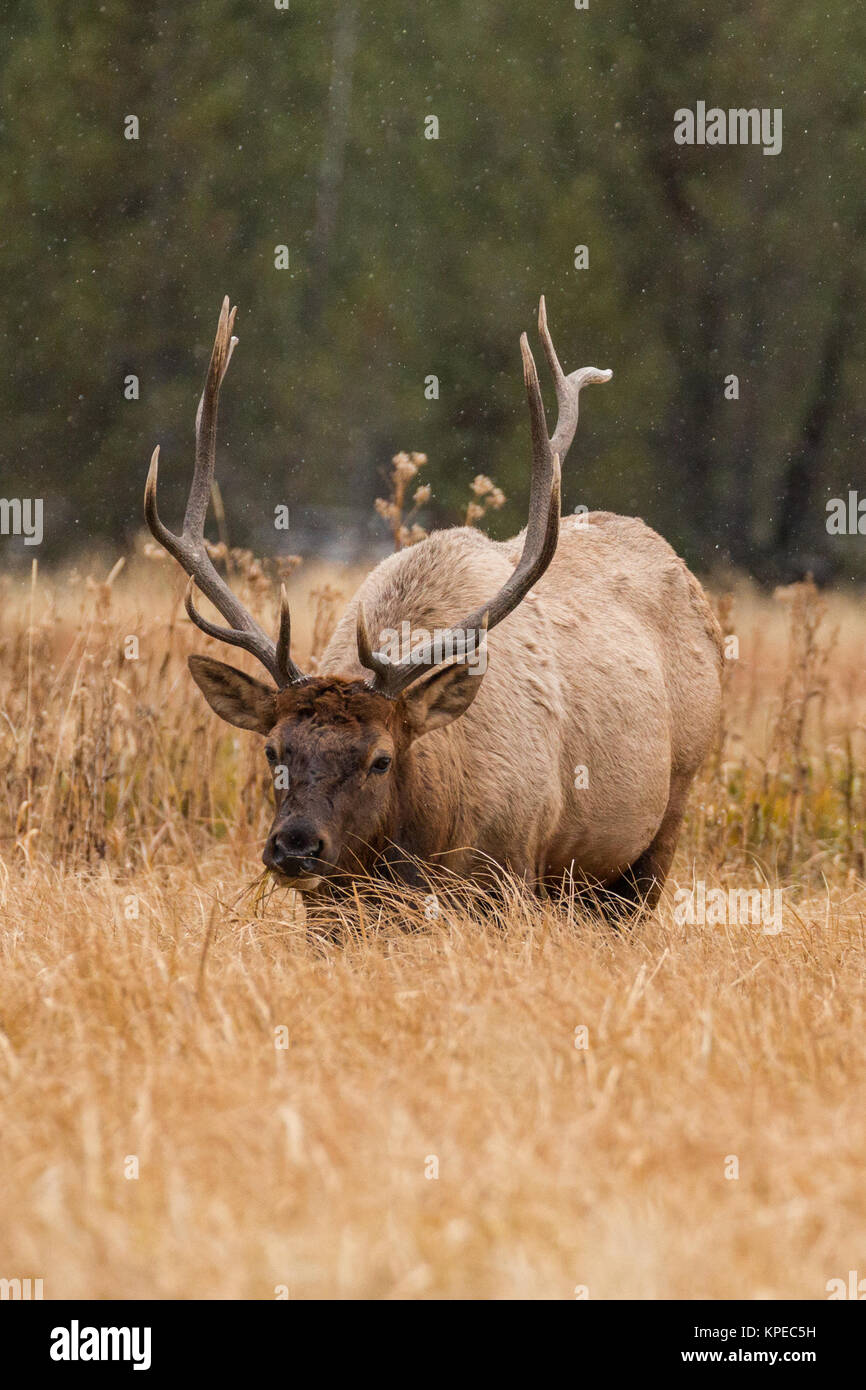 Bull elk grazing as the snow falls in Yellowstone National Park, Wyoming Stock Photo
