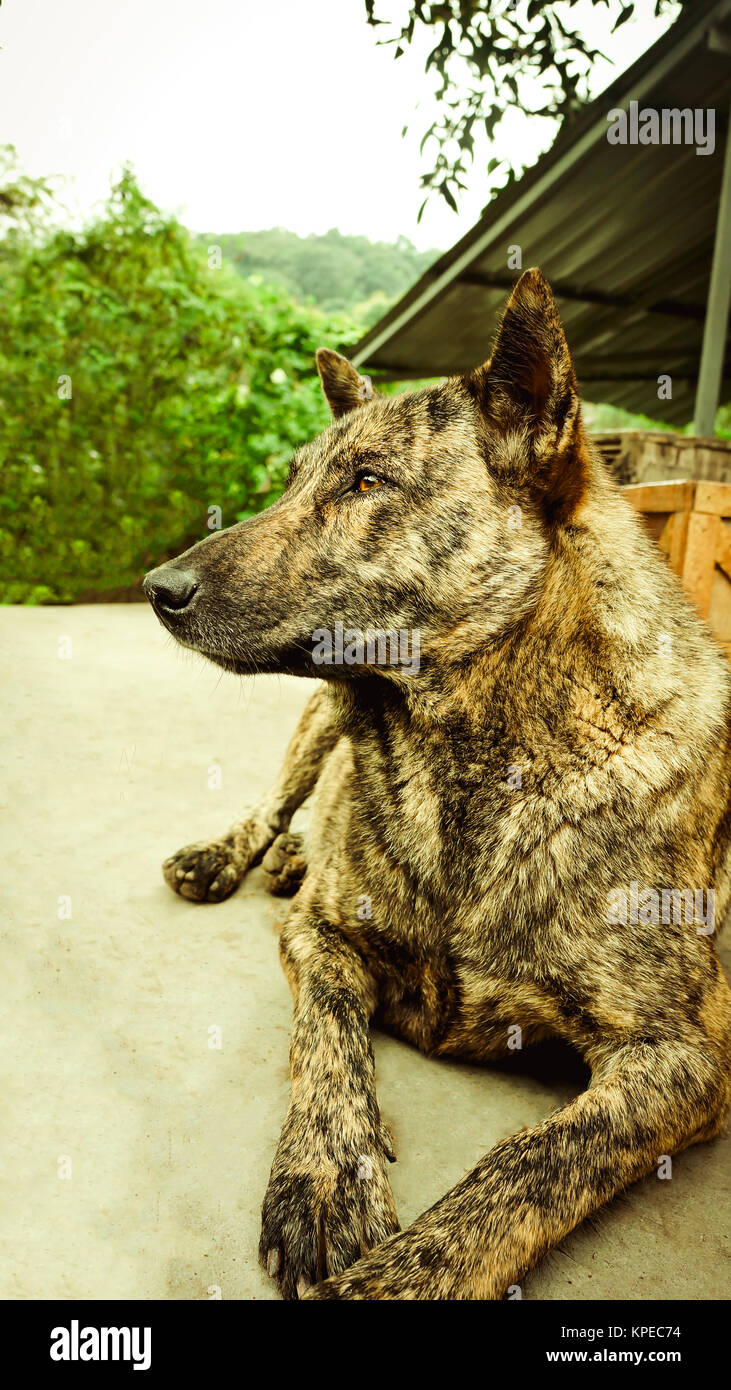 Tiger hotsell type dog