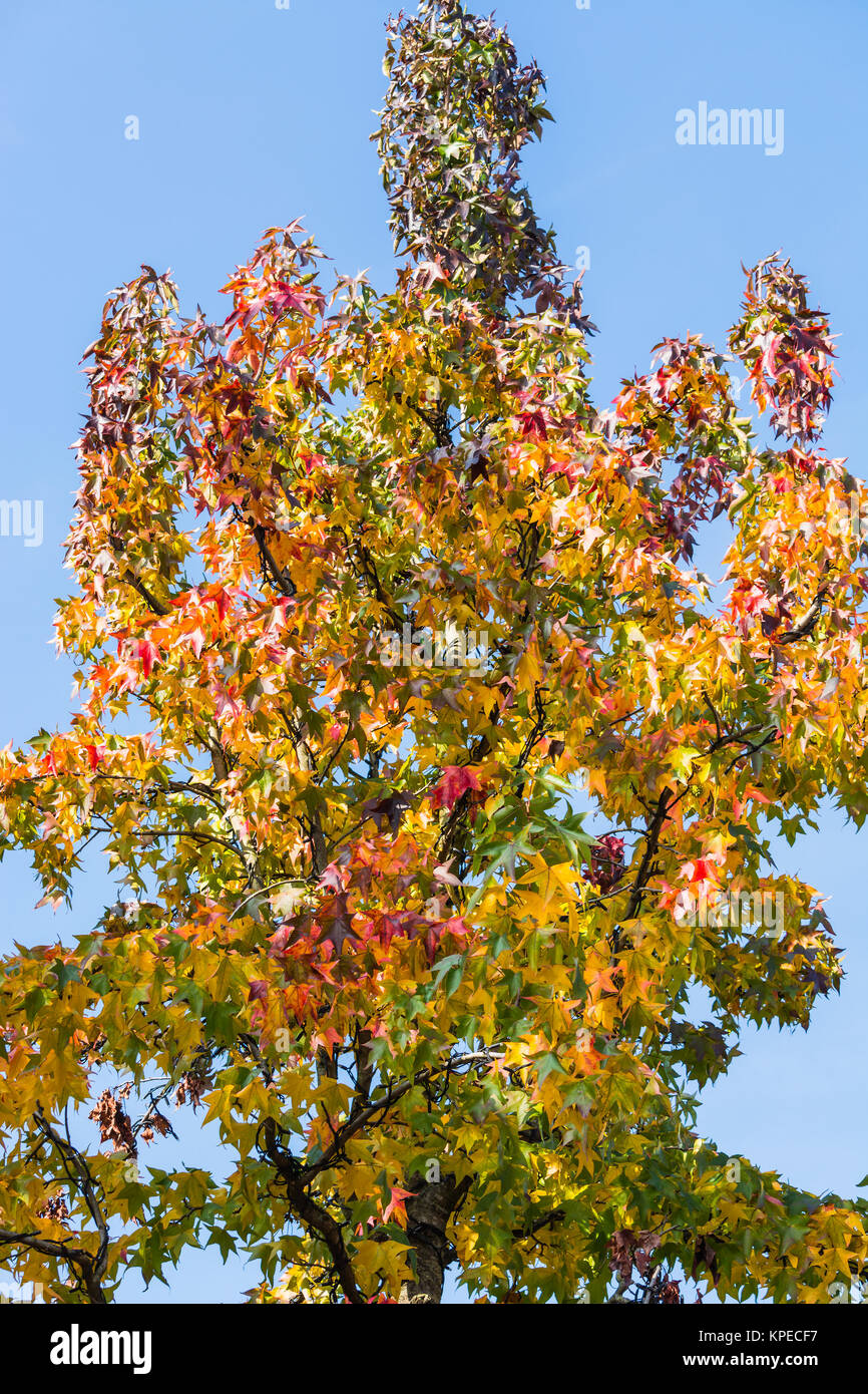 .. autumn tree in november in sunny weather Stock Photo