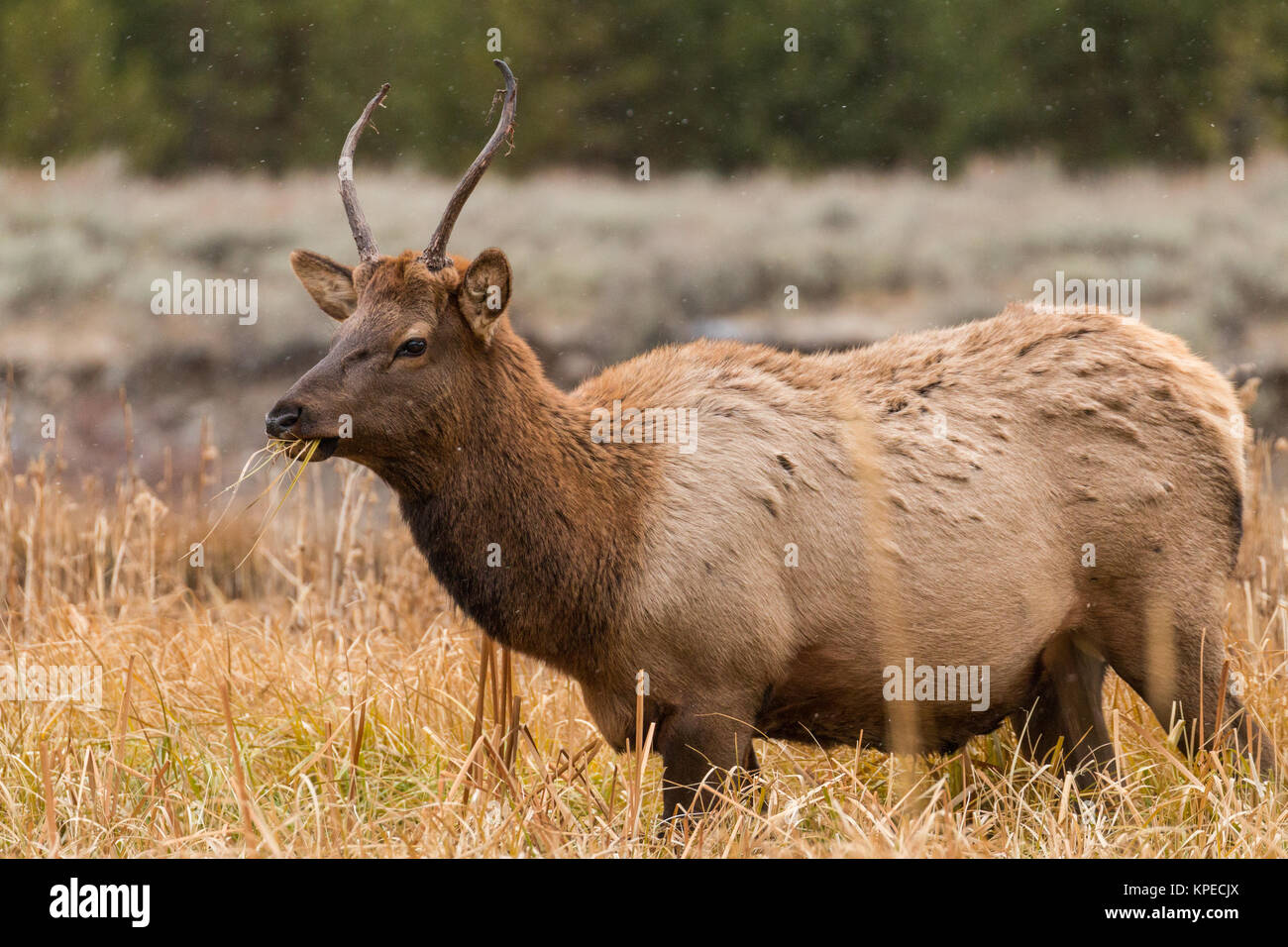 A young spike bull grazing in Yellowstone National Park, Wyoming Stock Photo