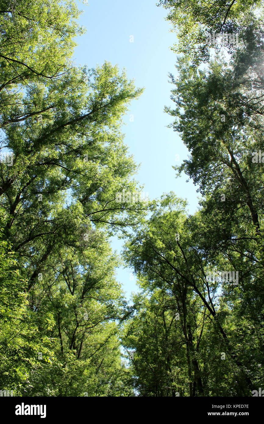 crowns of the trees Stock Photo