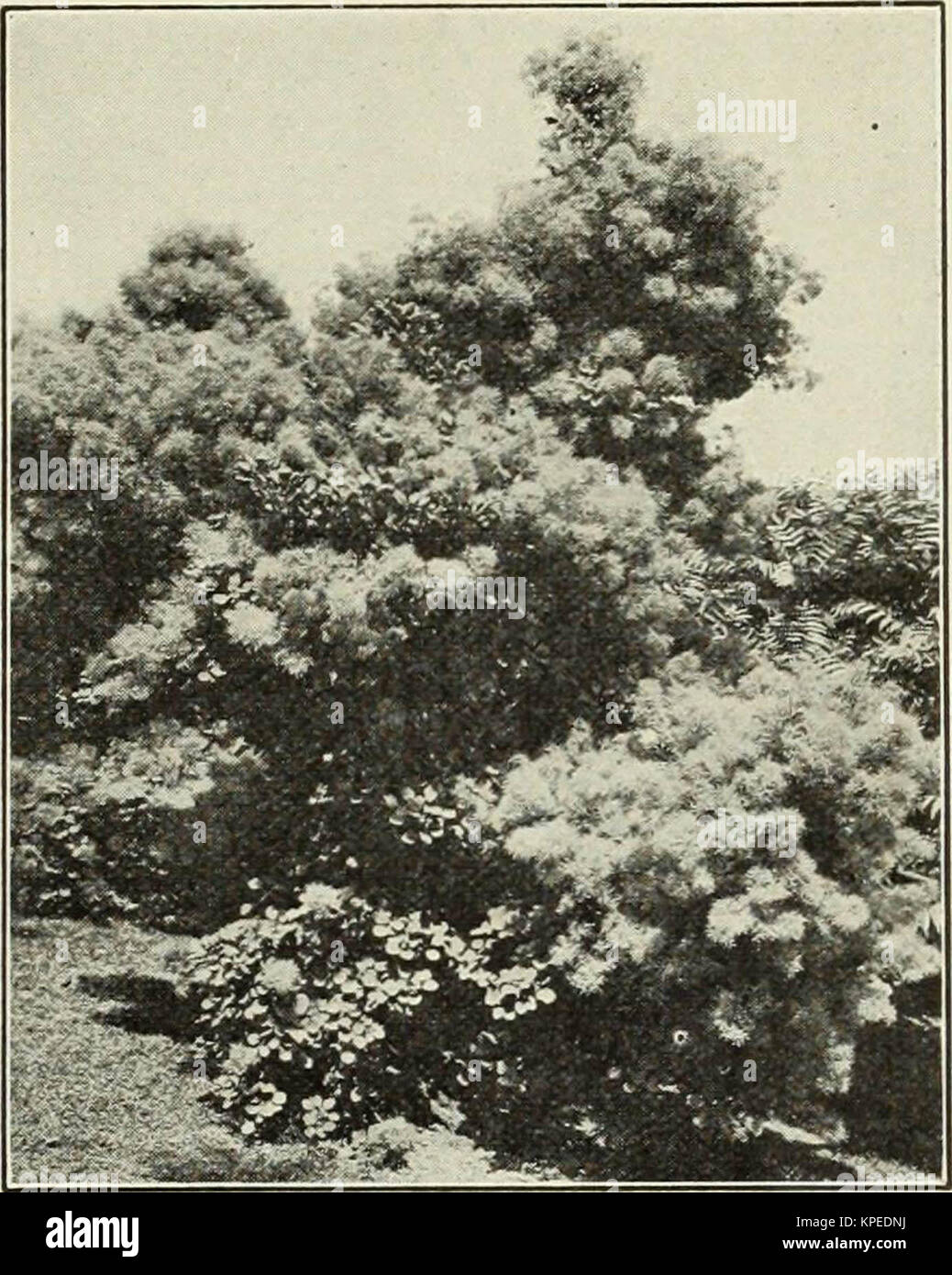 "Revised, illustrated and descriptive catalogue of fruit and ornamental trees shrubs, roses, bulbs and bulbous plants, grape vines, small fruits, etc." (1916) Stock Photo