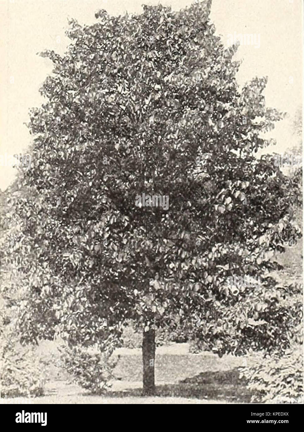 "Revised, illustrated and descriptive catalogue of fruit and ornamental trees shrubs, roses, bulbs and bulbous plants, grape vines, small fruits, etc." (1916) Stock Photo