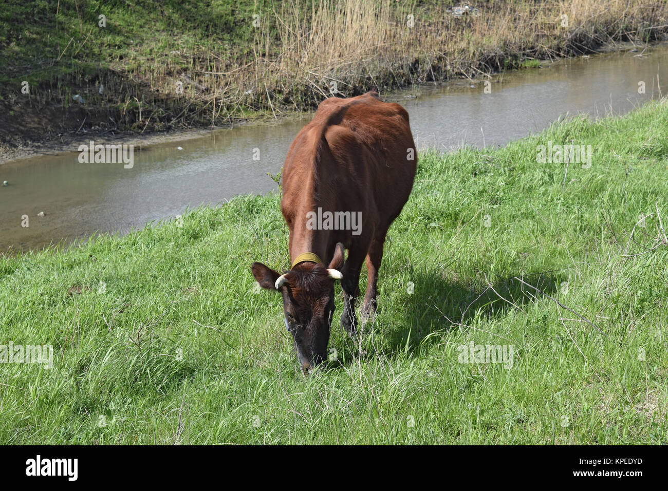Cow grazing on the riverbank Stock Photo - Alamy