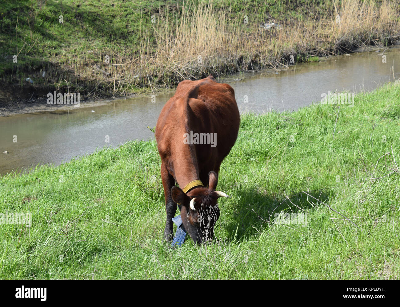 Cow grazing on the riverbank Stock Photo - Alamy