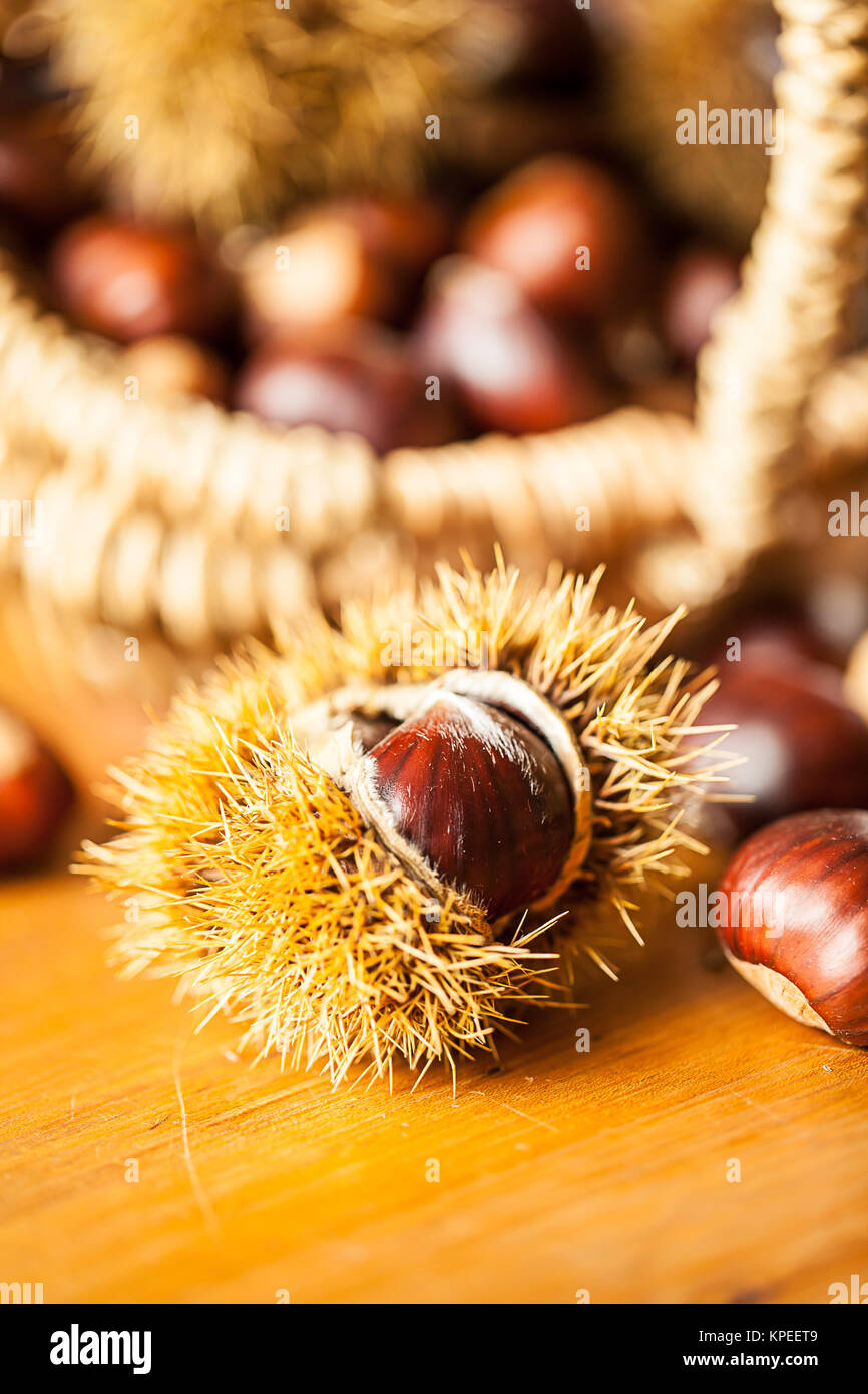 sweet chestnut (castanea sativa) Stock Photo