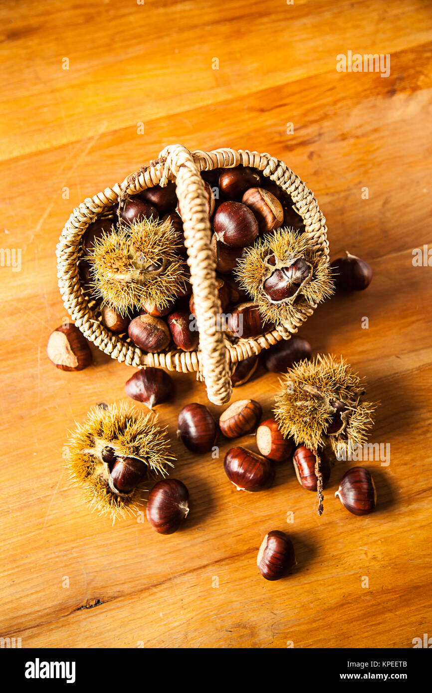 chestnut (castanea sativa) Stock Photo