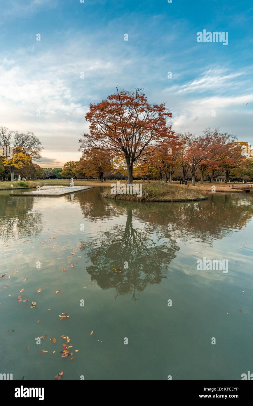 Momiji (maple tree) Autumn colors, fountain, pond and fall foliage sunset at Yoyogi Park in Shibuya ward, Tokyo, Japan Stock Photo