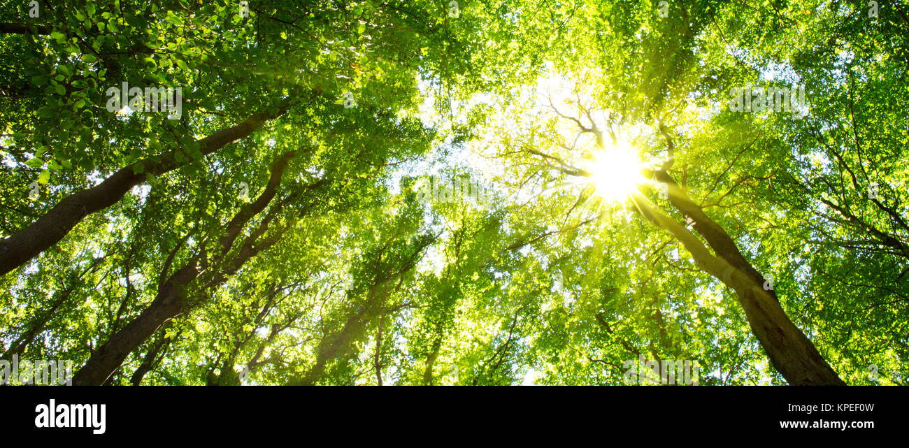Beautiful morning scene in the forest with sun rays .Germany forest ...