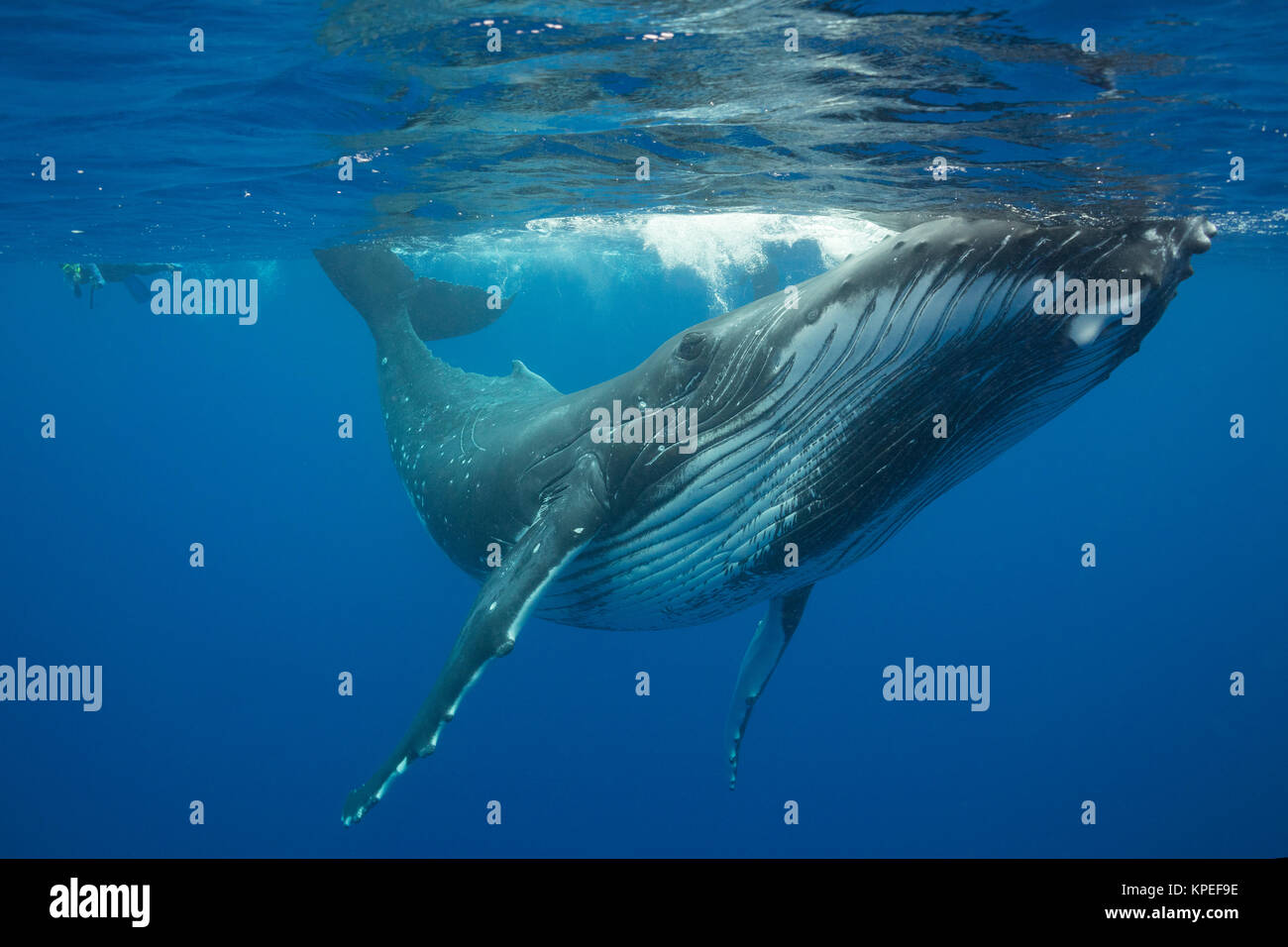 humpback whale, Megaptera novaeangliae, and snorkelers, Vava'u, Kingdom of Tonga, South Pacific, MR 497 Stock Photo