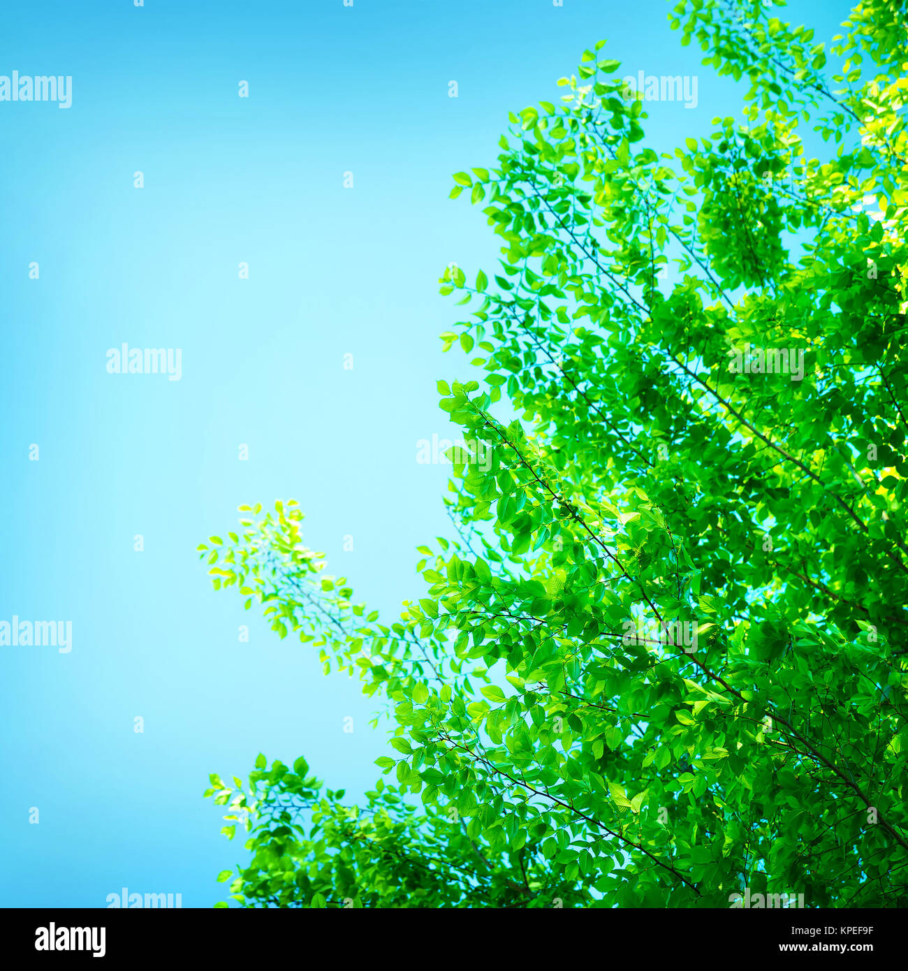 Fresh green tree border Stock Photo Alamy
