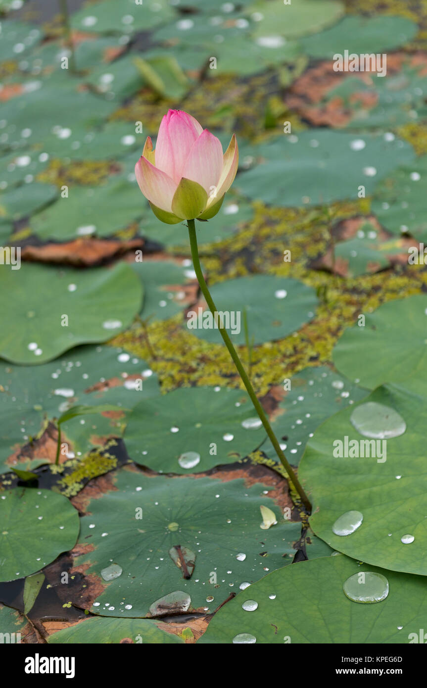 Lotus flower pond Stock Photo Alamy