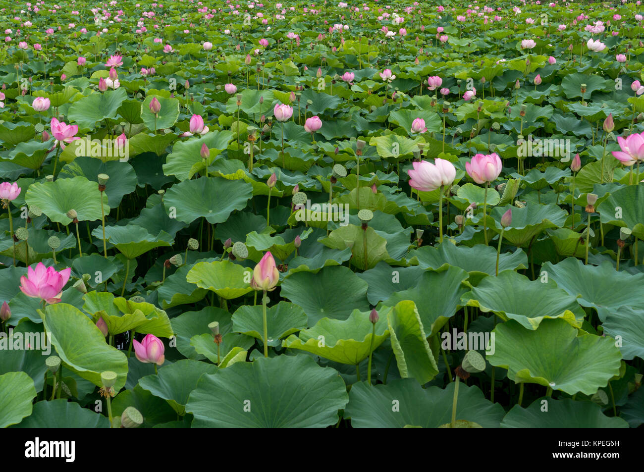 Lotus flower pond Stock Photo - Alamy