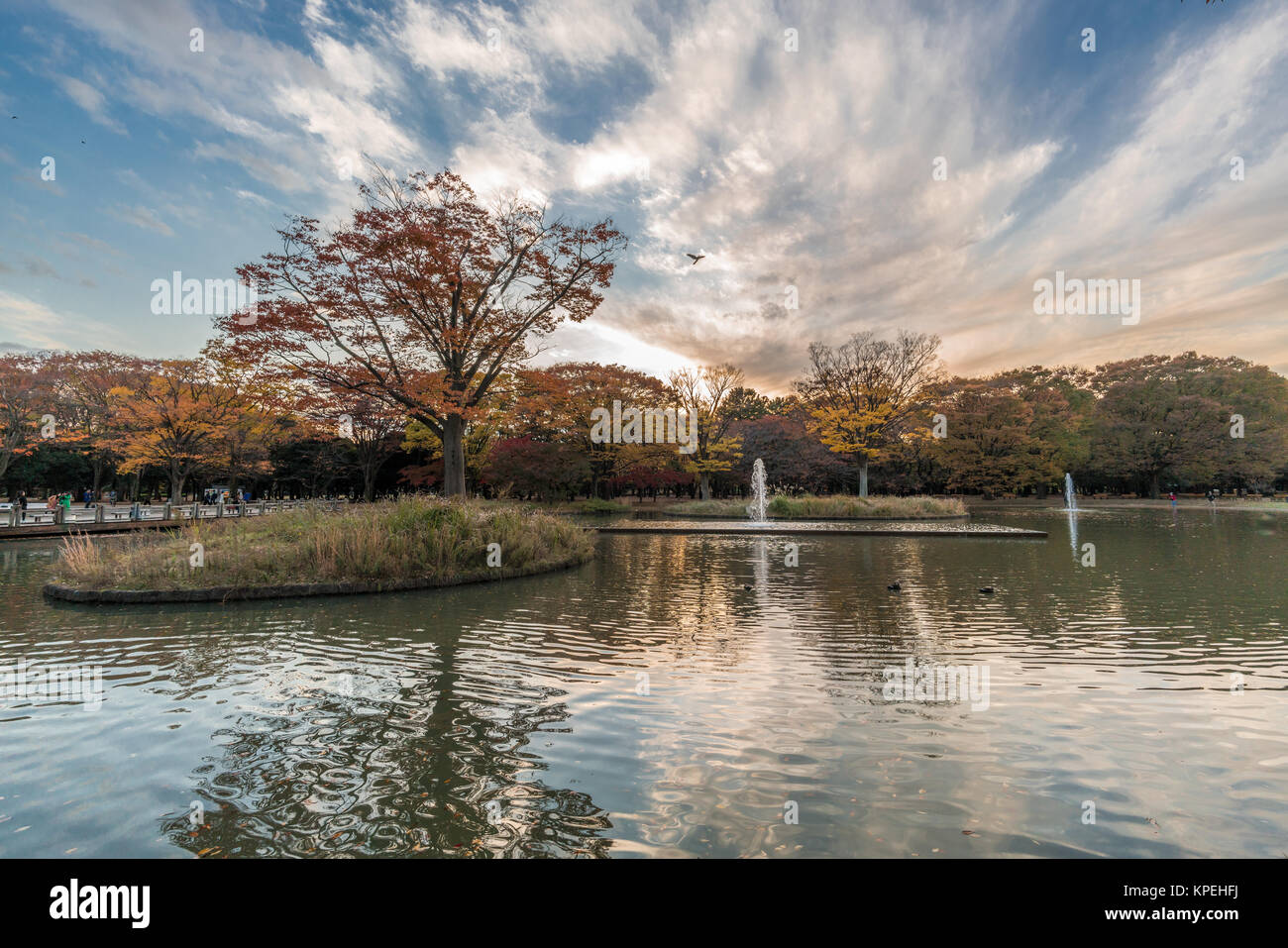 Momiji (maple tree) Autumn colors, fountain, pond and fall foliage sunset at Yoyogi Park in Shibuya ward, Tokyo, Japan Stock Photo