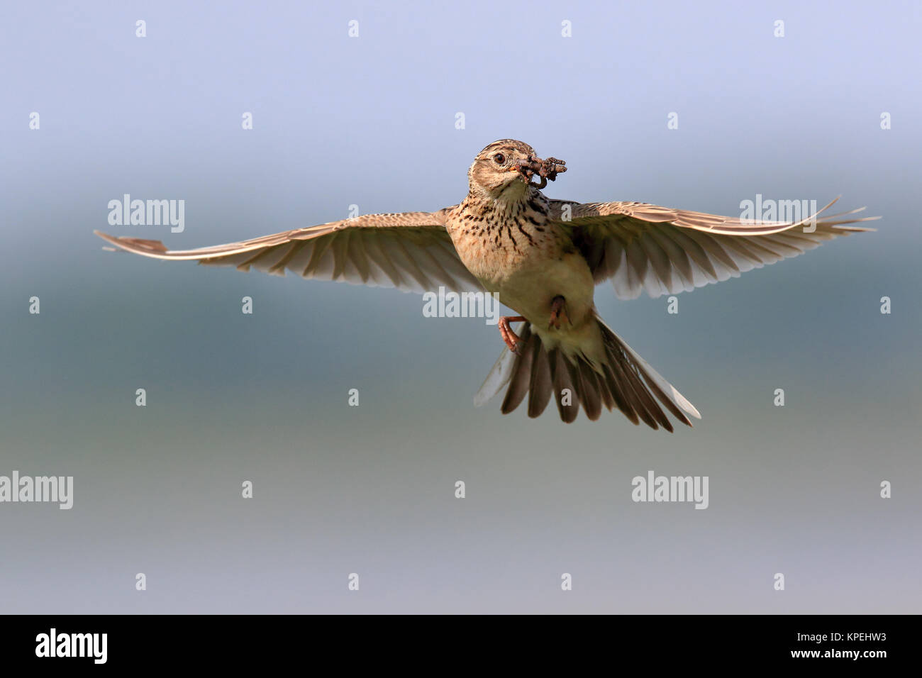 Field lark in approach Stock Photo