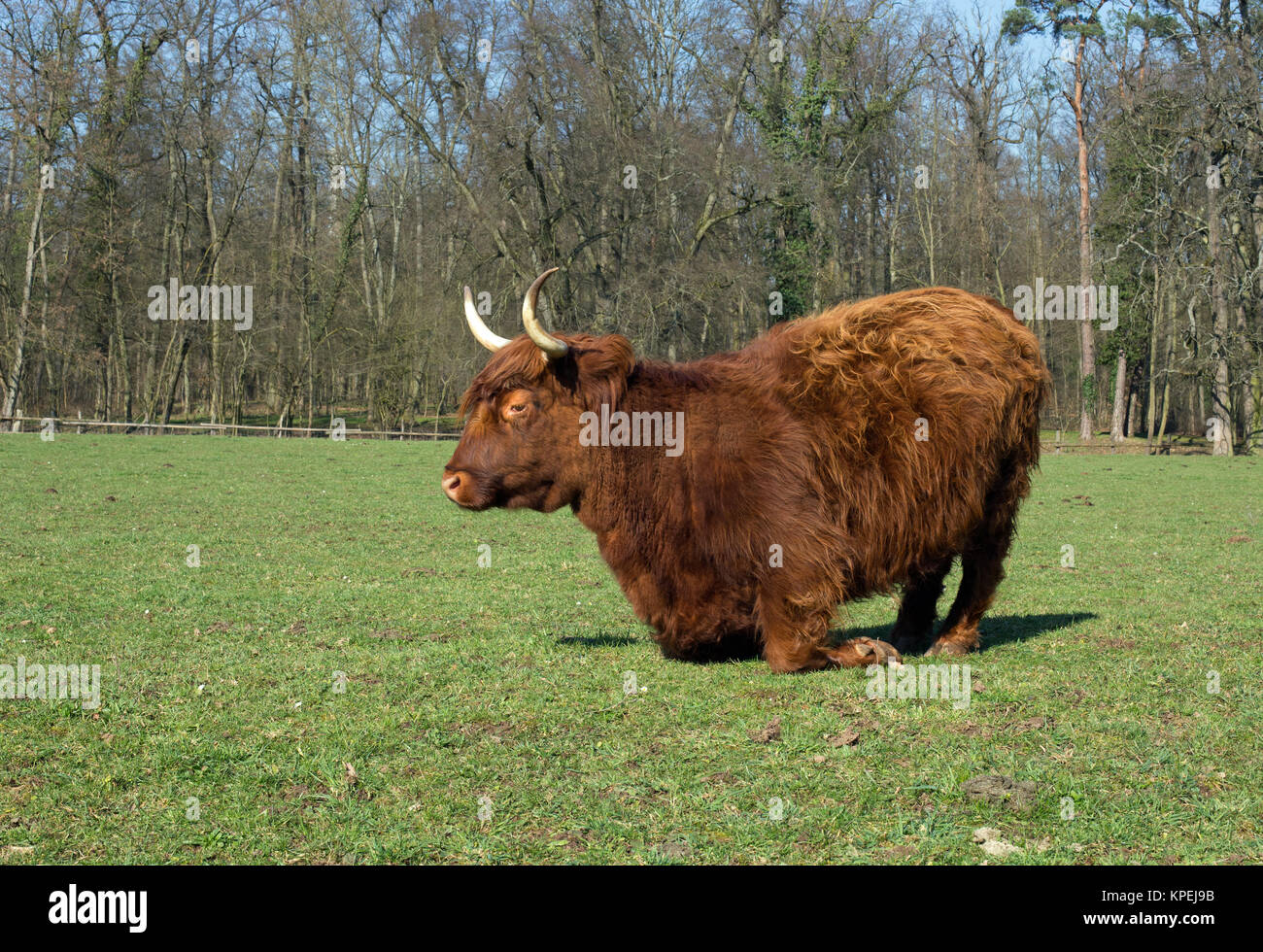 Scottish highland cattle on a meadow,blue cloudless sky Stock Photo - Alamy