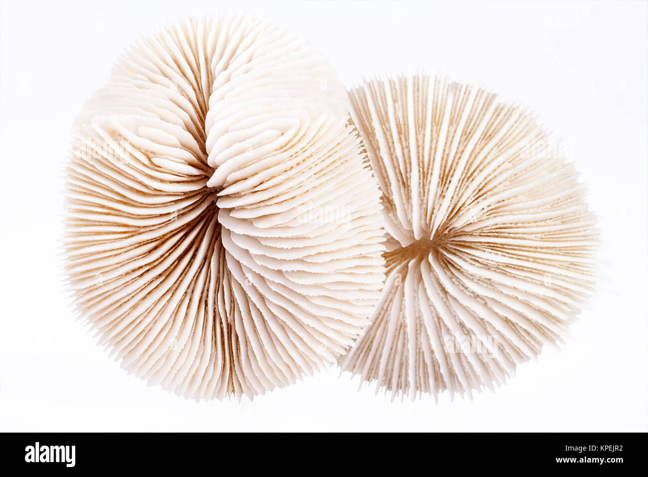seashells of Fungia  on white background, close up Stock Photo