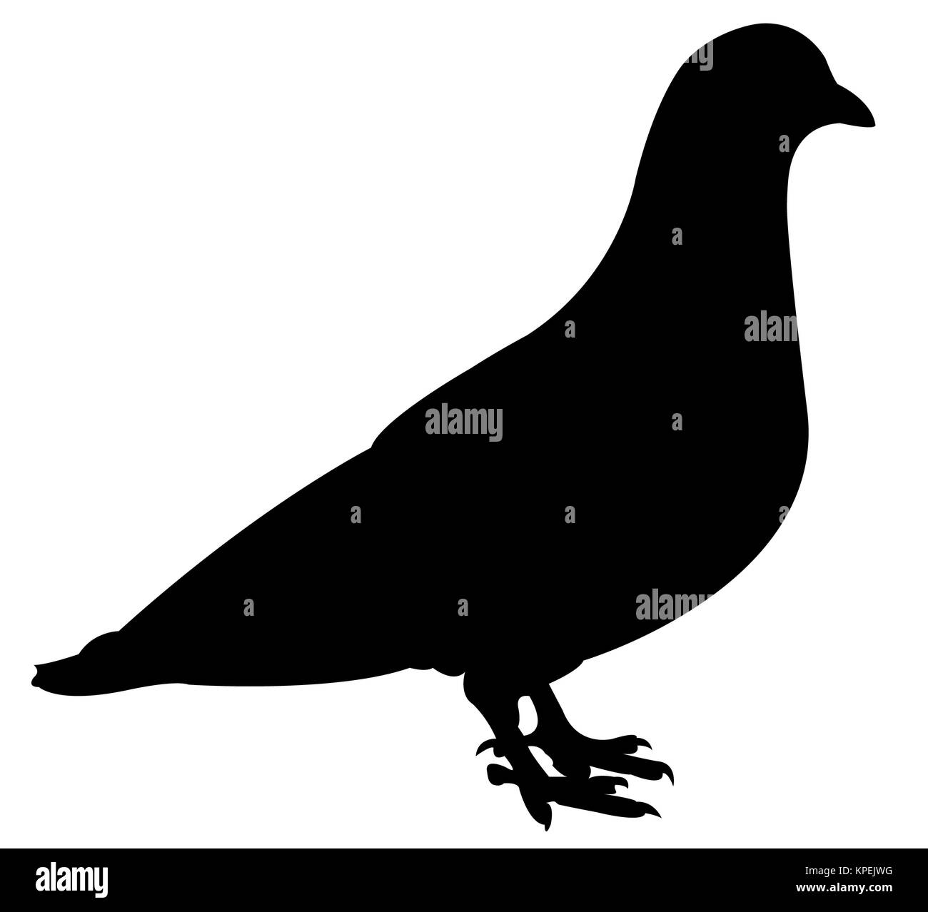 a pigeon silhouette Stock Photo