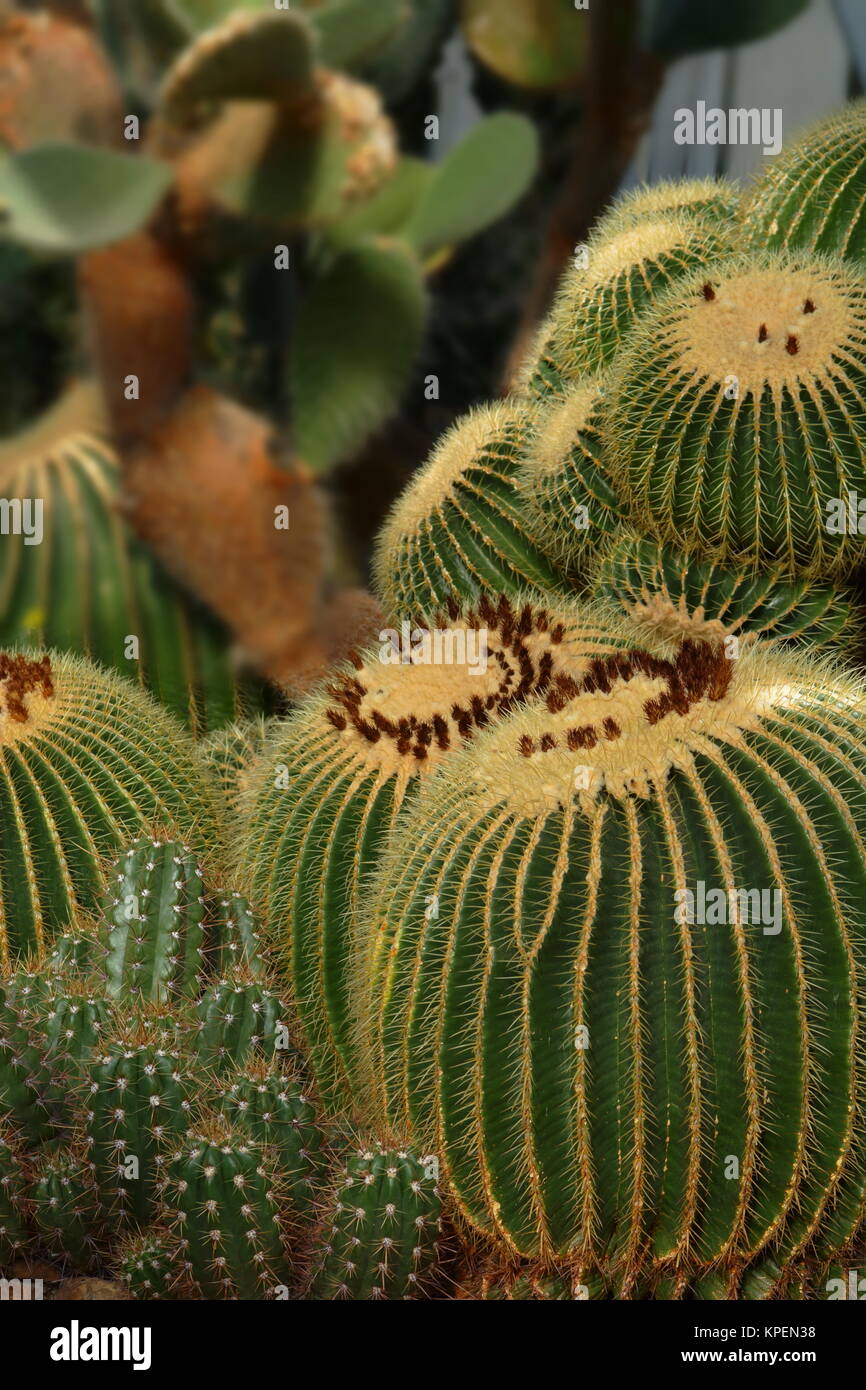 Cacti splendour Stock Photo