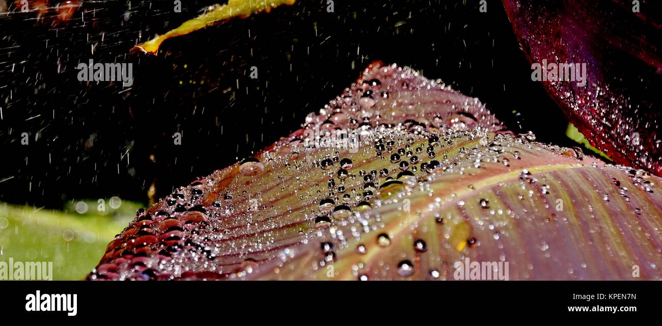 water drops on Lily leaf Stock Photo - Alamy