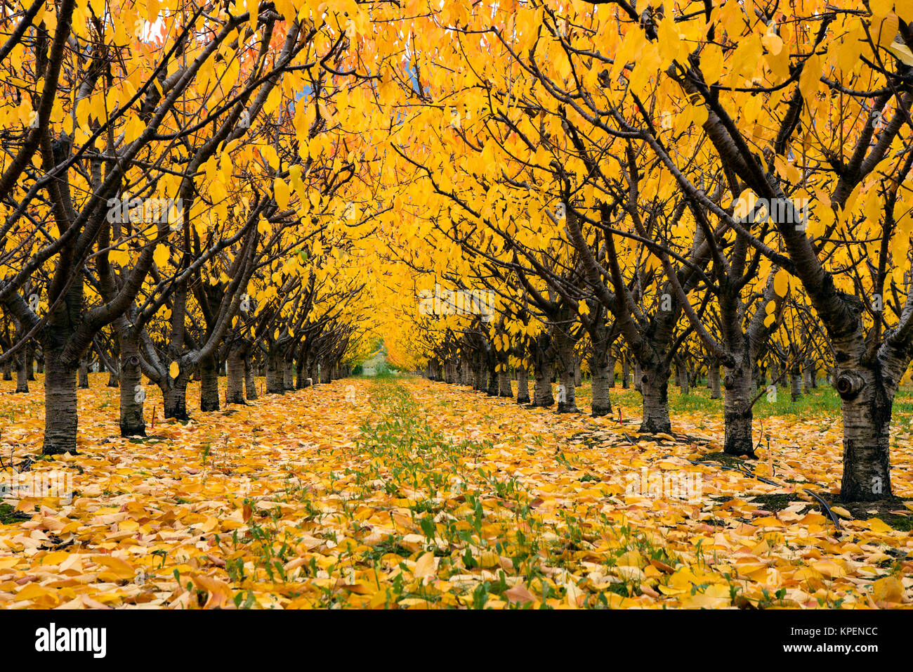 Organic cherry orchard with fall colors during the autumn season in the Okanagan Valley, British Columbia, Canada. Stock Photo