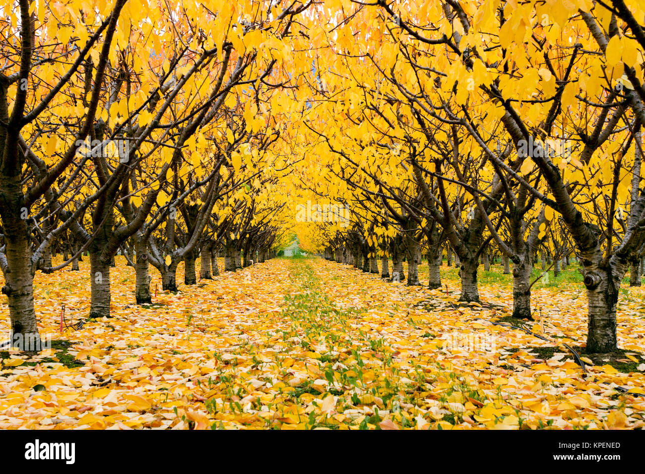 Organic cherry orchard with fall colors during the autumn season in the Okanagan Valley, British