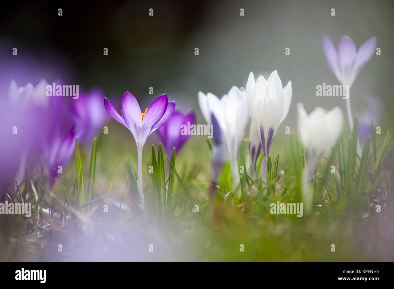 Krokus im Frühjahr und wolkenloser Himmel,nah fotografiert,Pflanzen im sonnigen Gegenlicht,Formen und Farben Stock Photo