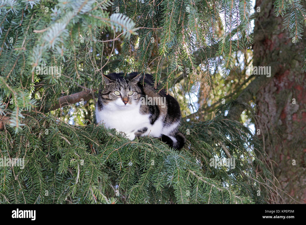 a little cat sits on a branch high up in the tree Stock Photo