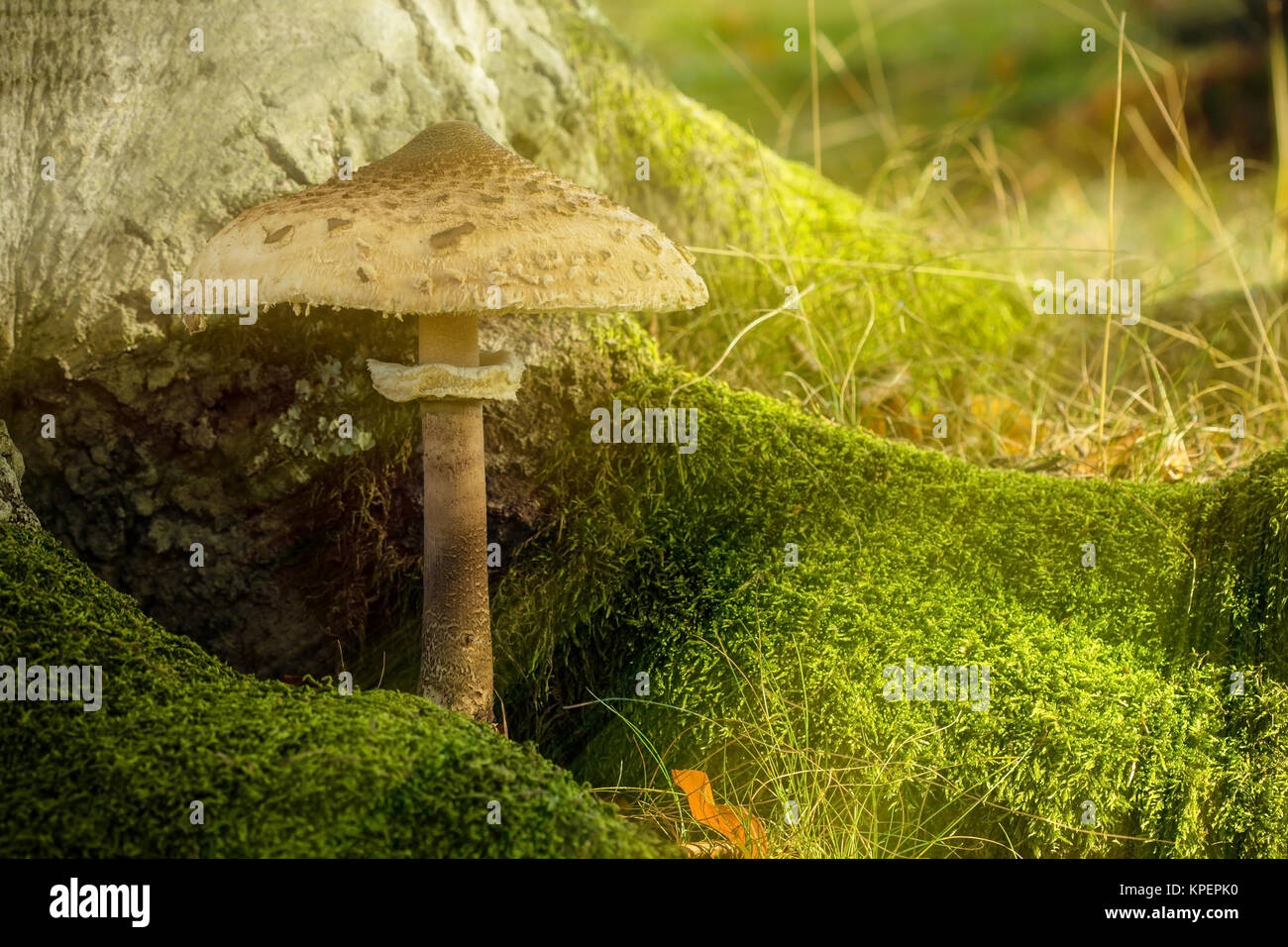 Parasol fungus and moss in the shade Stock Photo