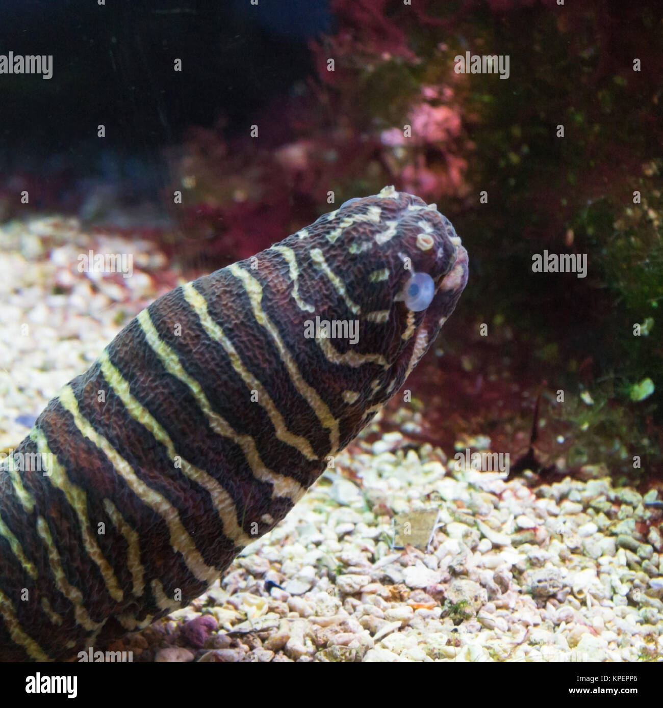 Zebra Moray Eel, Gymnomuraena zebra Stock Photo Alamy