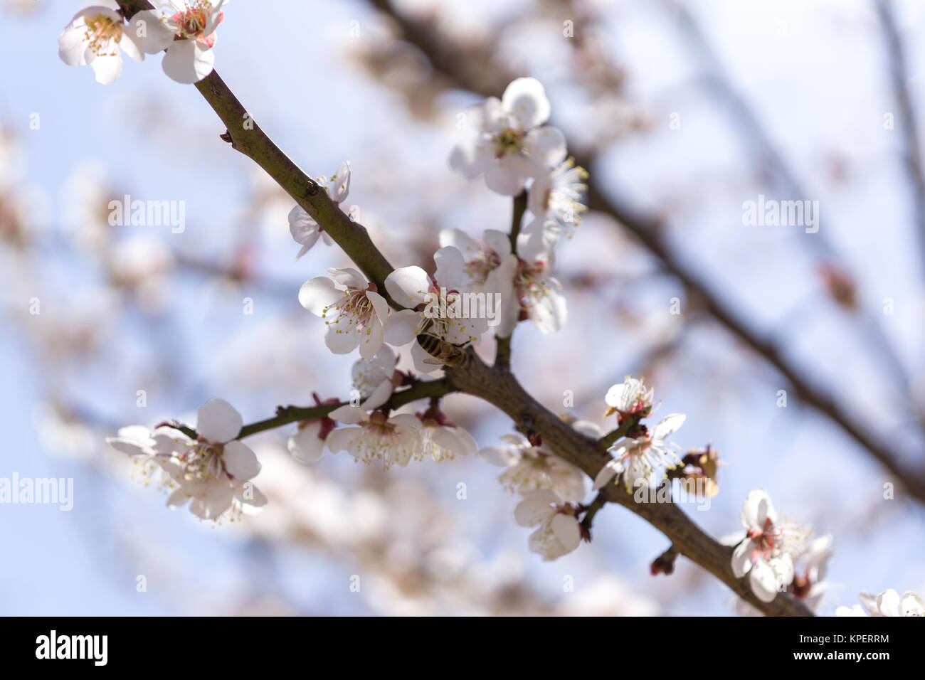 Asian plum prunus mume hi-res stock photography and images - Alamy