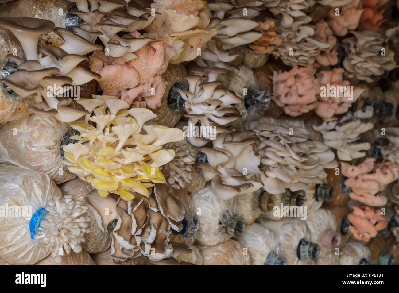 https://c8.alamy.com/comp/KPET31/oyster-mushroom-cultivation-KPET31.jpg