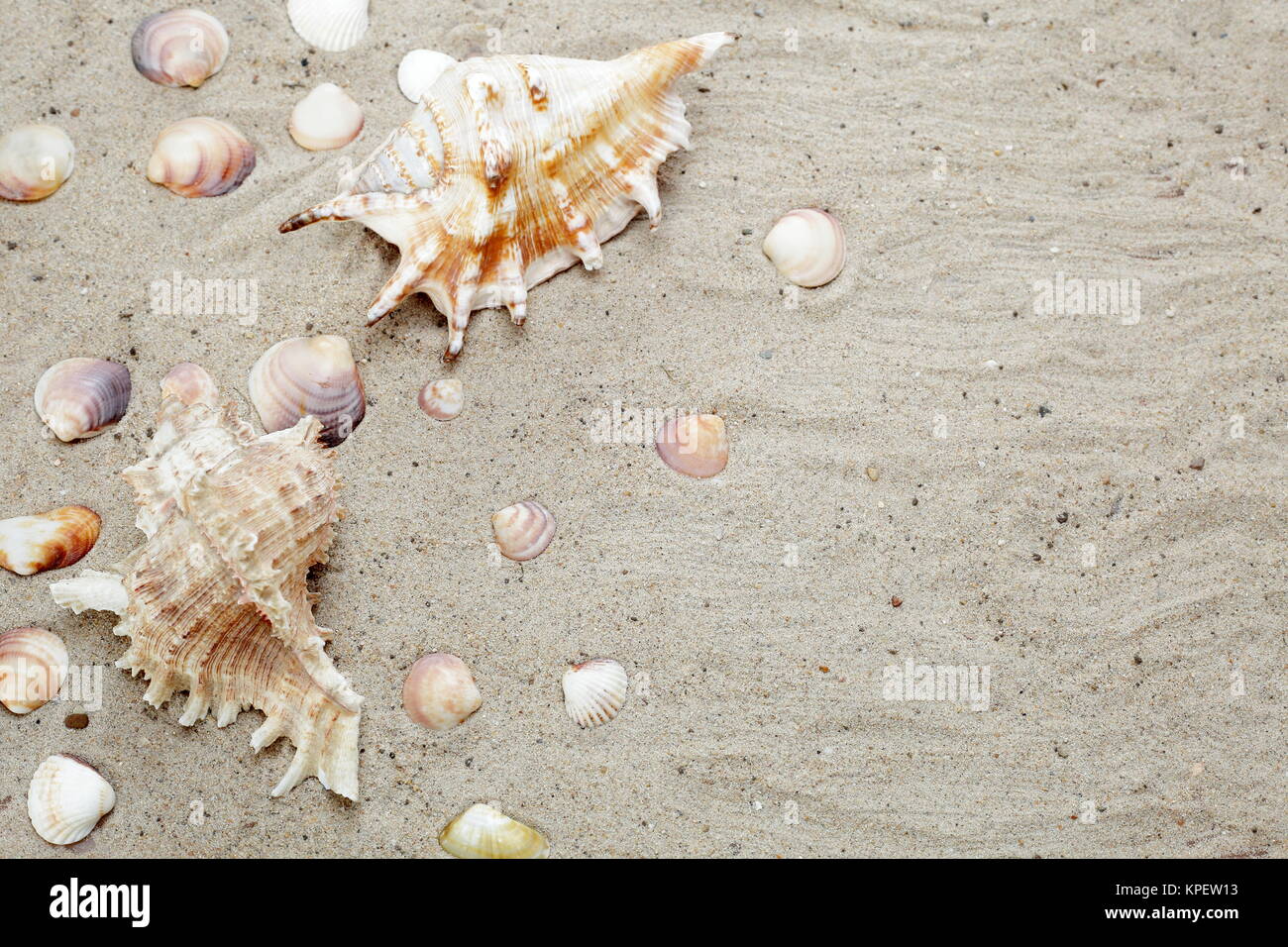 shells on the sandy beach Stock Photo