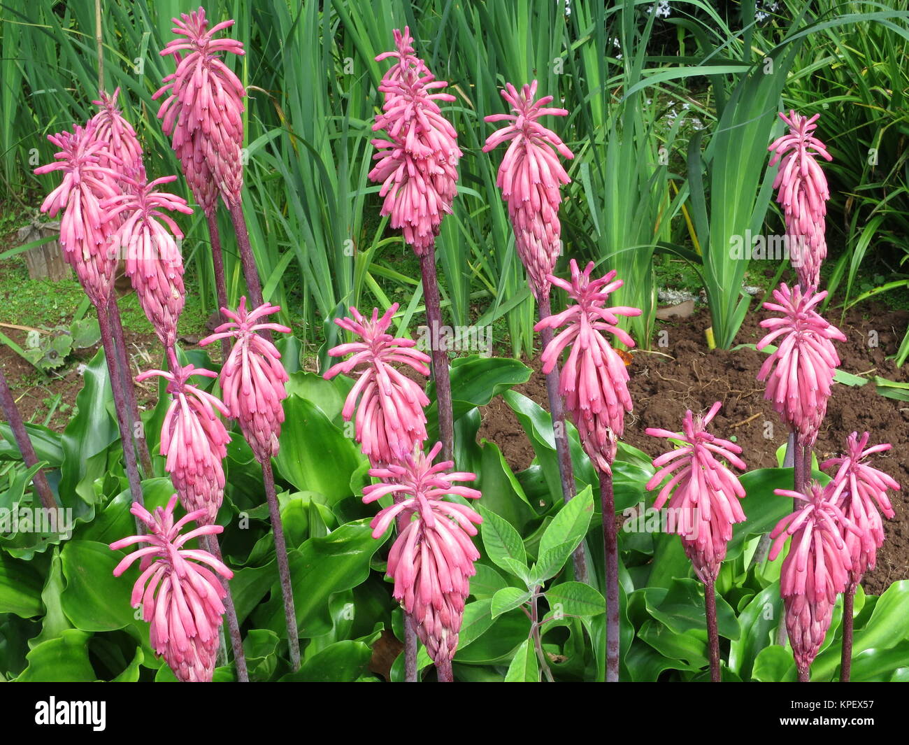 kapilien (veltheimia viridifolia) Stock Photo