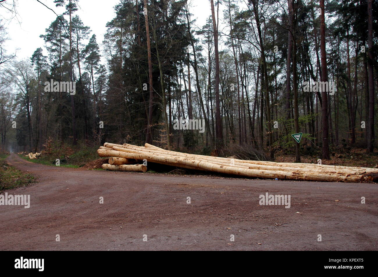 felled trees in the Bienwald in the South Palatinate Stock Photo