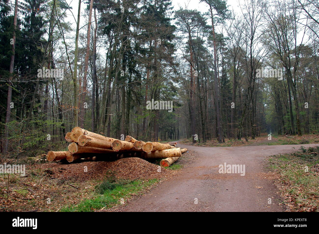 felled trees in the Bienwald in the South Palatinate Stock Photo