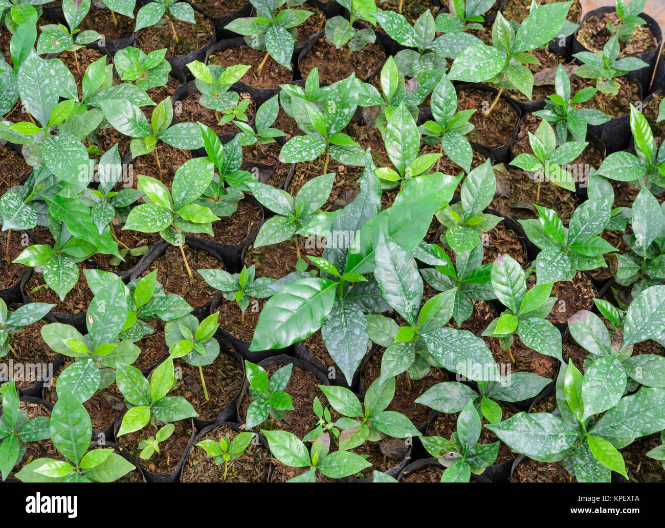 Coffee plants in a nursery Stock Photo