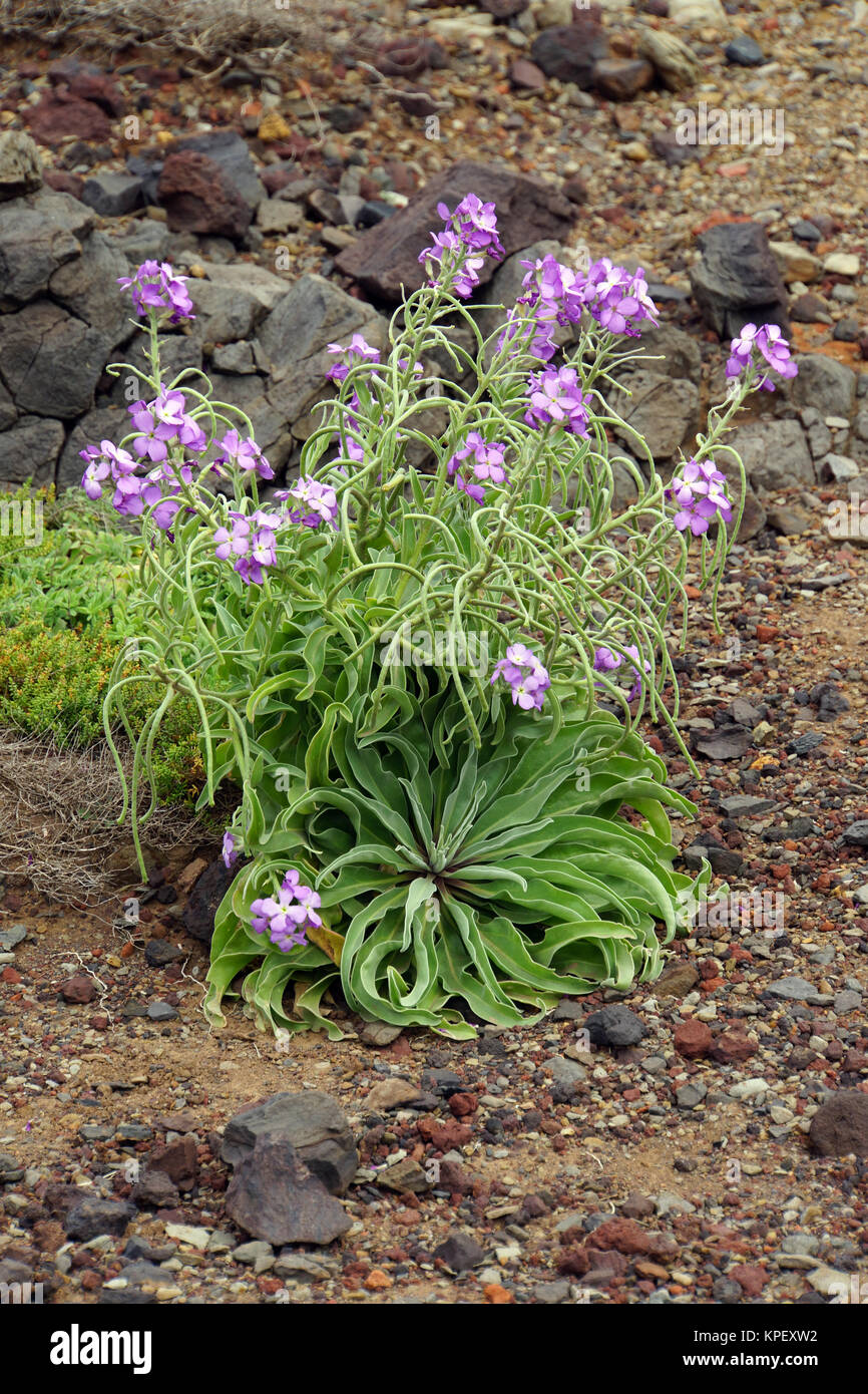 madeira wallflower (matthiola maderensis) Stock Photo