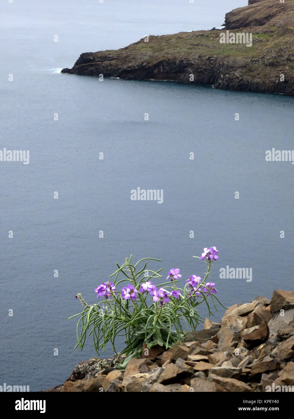 Madeira-Levkoje (Matthiola maderensis), Canical, Madeira, Portugal Stock Photo